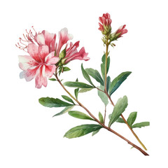 pink and white flowers watercolor isolated on transparent background cutout