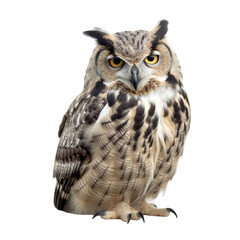 Naklejka premium great owl isolated on transparent background cutout