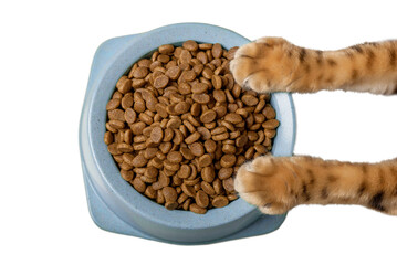 A bowl of delicious dry cat food in cat paws.