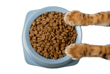 A bowl of delicious dry cat food in cat paws.