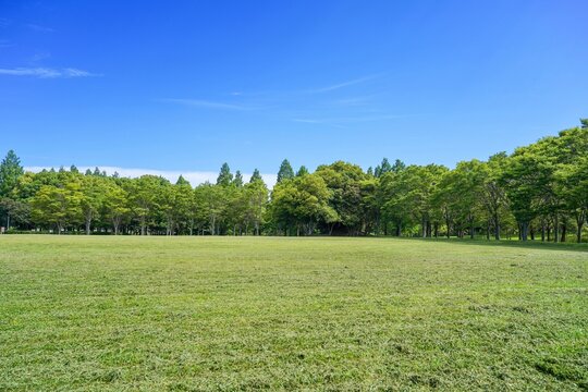 青空バックに見る新緑に囲まれた芝生広場の情景