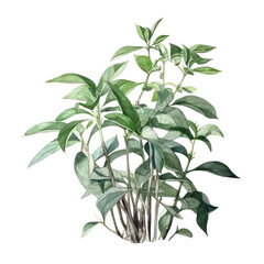 Obraz premium branch of a plant watercolor isolated on transparent background cutout