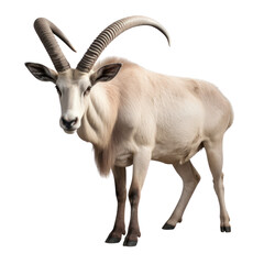 close up of a goat isolated on transparent background cutout