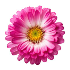 pink gerber daisy isolated on transparent background cutout - obrazy, fototapety, plakaty