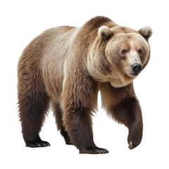 brown bear isolated on transparent background cutout