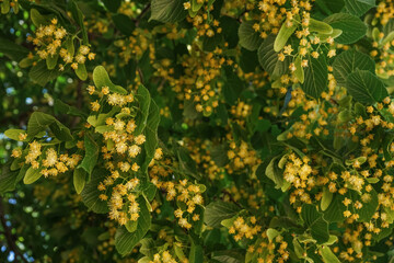 Blossoming linden tree with aromatic flowers outdoors