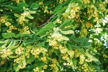 Blossoming linden tree with yellow flowers and green leaves outdoors