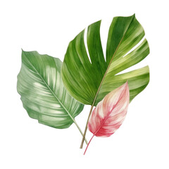 green leaf watercolor isolated on transparent background cutout