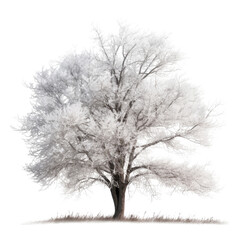 tree in snow isolated on transparent background cutout