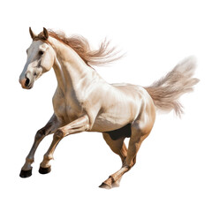 Obraz na płótnie Canvas horse isolated on transparent background cutout