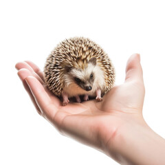 hedgehog in hand isolated on transparent background cutout