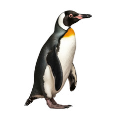 Fototapeta premium penguin isolated on transparent background cutout