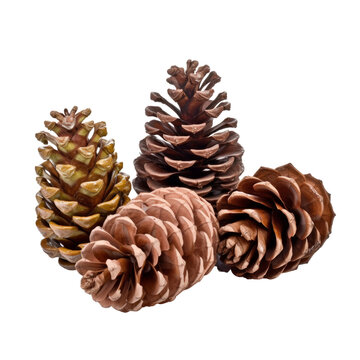 pine cones isolated on transparent background cutout