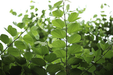 Bauhinia purpurea leaves background. Green leaves background;