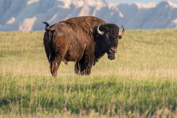 american buffalo in the field