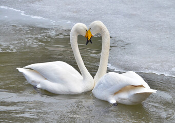 two swans on the lake