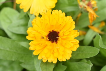 yellow flower in the garden