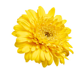 Yellow Barberton daisy flower, Gerbera jamesonii, isolated on white background, with clipping path  
