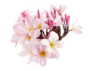Pink Plumeria flowers (Frangipani), Fragrant pink flower blooming on branch, isolated on white background, with clipping path