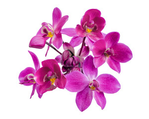 Naklejka na ściany i meble Purple orchid, Philippine ground orchid, Tropical flowers isolated on white background, with clipping path
