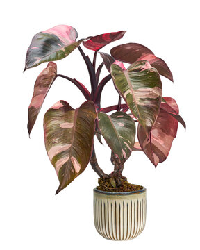 Philodendron Pink Princess Plant, Philodendron Erubescens Leaves, Isolated On White Background, With Clipping Path