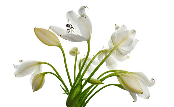 Crinum moorei flowers, Natal Lily, White Lily isolated on white background 