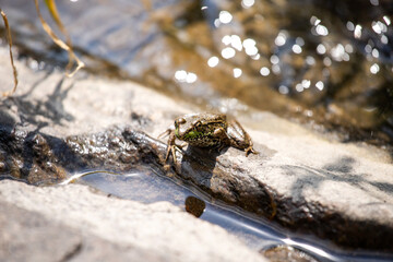 Green frog near the water.