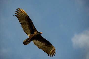 Turkey Vulture (Cathartes aura)