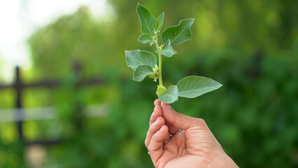 Ashwagandha Fresh Green Leaves on the Stem, Medicinal Herb Plant, also known as Withania Somnifera,...