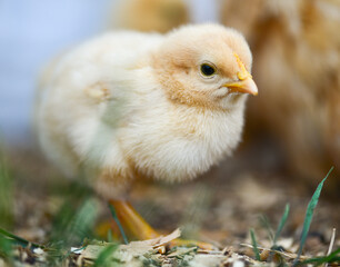 yellow baby chicken macro shot
