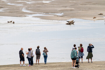 Observation des phoques en Baie d'Authie, à Berck-sur-Mer © olivierguerinphoto