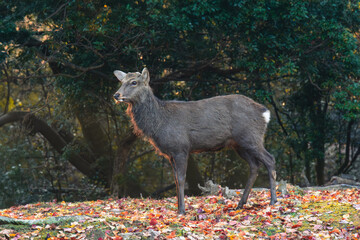 奈良公園の秋、光の影が美しい紅葉の鹿	