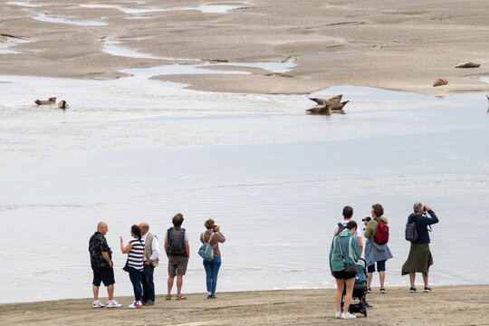 Observation des phoques en Baie d'Authie, &agrave; Berck-sur-Mer