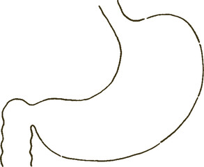 メディカル　シンプルなタッチの胃の医療イラストレーション