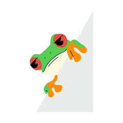 red-eyed tree frog single and paper 3 PNG