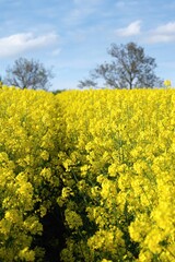 Yellow rape field with white clouds and blue sky , agriculture of Erurope. Green planet earth