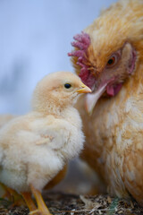 yellow baby chicken macro shot