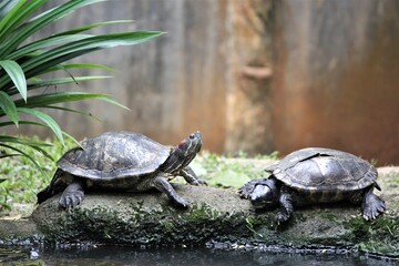Obraz premium turtles at the zoo with an animal theme