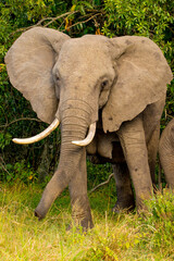 The African elephant (Loxodonta africana) is a mammal of the order Proboscidea. It is the largest land mammal.
