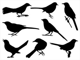 Fototapeta premium Set of Mockingbird Silhouette