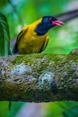 Yellow bird finding anything,