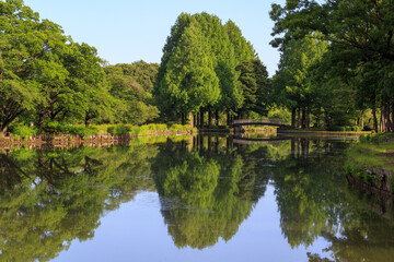 Fototapeta na wymiar 池のある自然公園