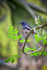 dual bird siting a tree,