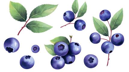 Blaubeere, blueberry in Watercolor with Generative AI	
