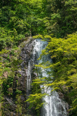 Obraz premium 箕面の滝の水しぶき