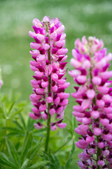 Pink lupins summer blooming flowers, in the garden in sunshine 
