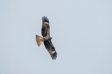 Black kite or Milvus migrans observed in Gajoldaba in West Bengal, India