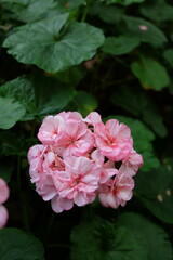 colorful singapore flowers dome summer tropical flowers