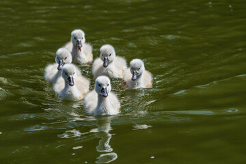 コブハクチョウの可愛いヒナと子育て