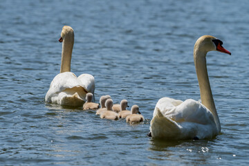 コブハクチョウの可愛いヒナと子育て
